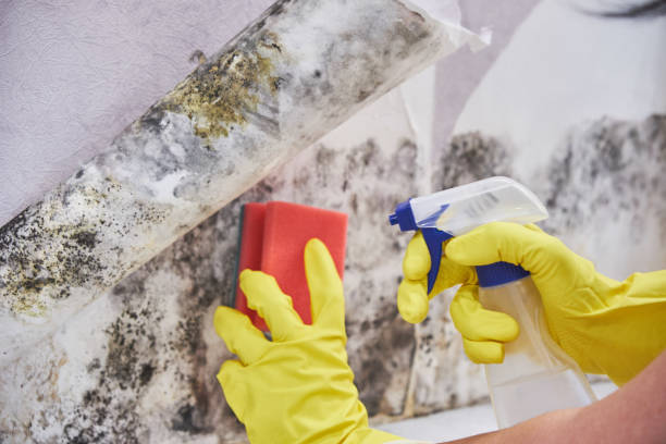 Best Environmental Consulting for Mold Prevention  in USA